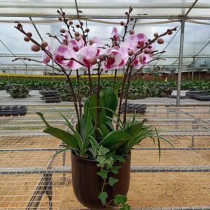 Hoa Lan Hồ Điệp 5 0e381fa070f18fafd6e0