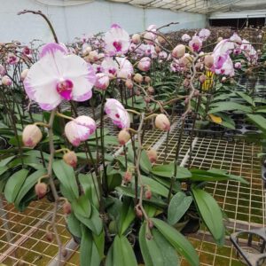 Hoa Lan Hồ Điệp 1 33aeb439db6824367d79