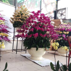 Hoa Lan Hồ Điệp 2 8d5e39c85699a9c7f088