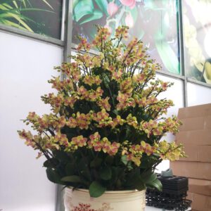 Hoa Lan Hồ Điệp 3 b52f07b968e897b6cef9