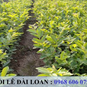 Lê Đài Loan