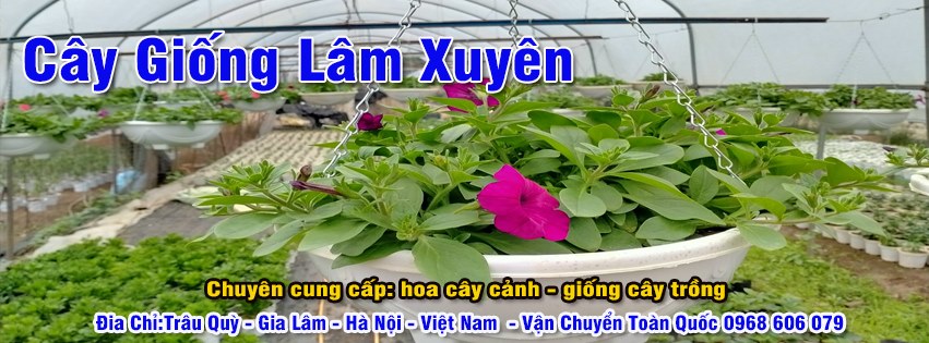 banner cay trong lam